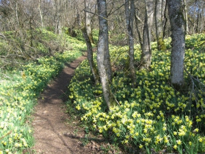 Sentier dans les jonquilles