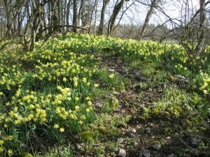 Encore des jonquilles