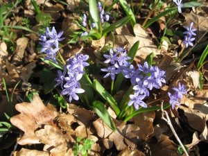 Scille à deux feuilles