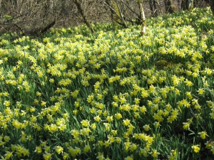 Les jonquilles d'Eclepens