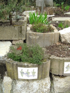 Plantes du jardin de la sorcière