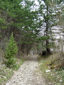 Le chemin dans la forêt