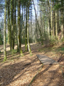 Dans la forêt