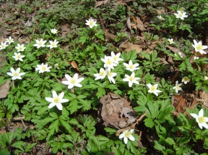 Anémones des bois