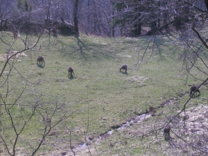 il n'est pas rare de voir des chamois à gauche de la route avant d'arriver à Salvan