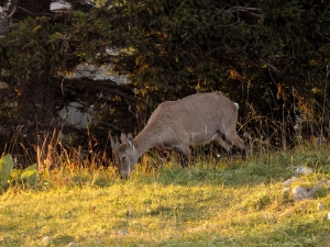 Bouquetin, au soleil couchant