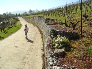 Le chemin dans les vignes