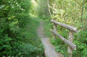 Passage avant d'arriver à l'endroit des têtards