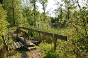 Passage vers l'endroit de la végétation pionnière