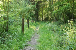 Le sentier des saules