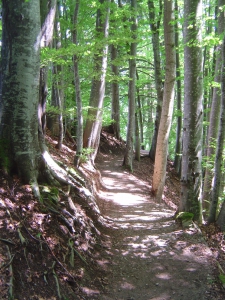 Chemin dans la forêt