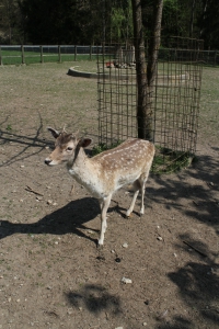 Une biche