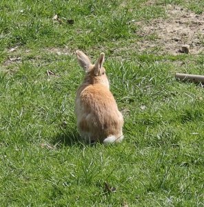 Un lapin