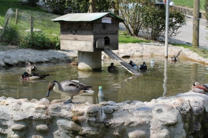 Les canards