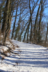 Promenade forestière