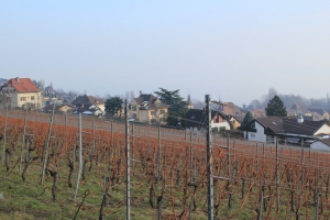Promenade vigneronne: vue sur le village d'Auvernier