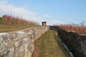 Promenade vigneronne: chemin herbeux, agréable à emprunter