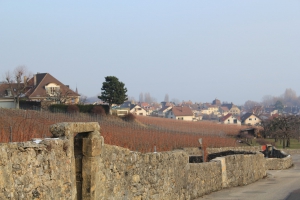 Promenade vigneronne: le retour sur Cormondrèche