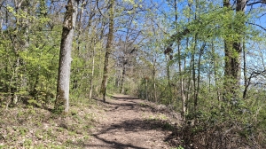 Dans la forêt