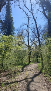 Le sentier dans la forêt