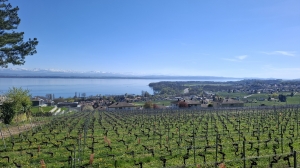 La promenade vigneronne