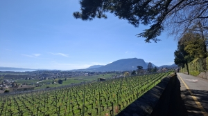La promenade vigneronne