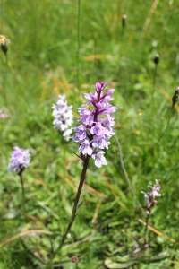 Après nous être émerveillés de l'infiniment grand, nous voilà en admiration devant une orchidée sauvage