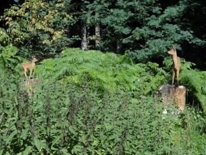 Certaines sculptures se cachent dans la foret aux abords du Sentier. Gardez les yeux bien ouvert pour en pas les louper!