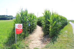 L'entrée du labyrinthe