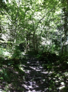 Le chemin dans la forêt