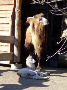 un chameau et son petit