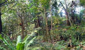La forêt pluviale de Masoala