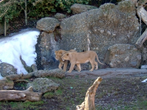 un couple de lions