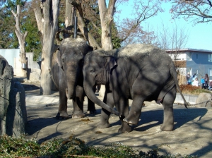 des éléphants