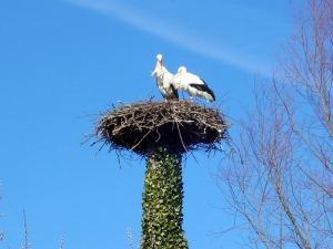 un couple de cigognes