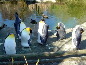 un groupe de pingouins