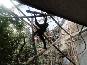 un singe prend la pose