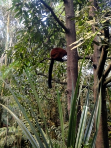 un lémurien sur une branche