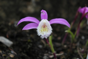 Orchidée (pleione bulbocodioides)