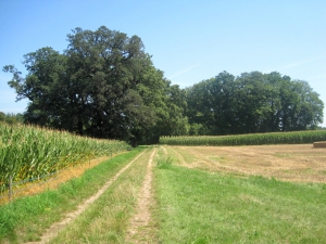 Entre l'allée et le chemin pavé (romain?)