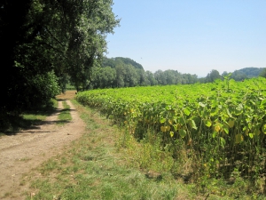 Le chemin en rive droite du Merdasson