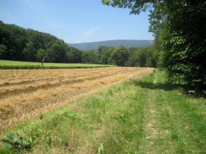 Toujours le chemin en rive droite du Merdasson. Vue vers l'amont (donc le nord)