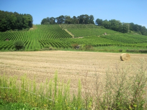 En arrivant vers Les Isles, un petit coup d'œil sur le vignoble, en rive gauche du Merdasson