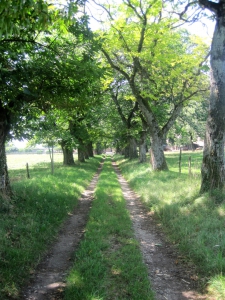 La belle allée aux vieux arbres, à l'ouest du hameau