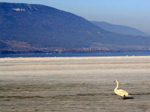 A pied sur le lac, mais pour les cygnes seulement!