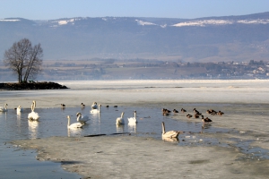 Le lac gelé, début mars 2012