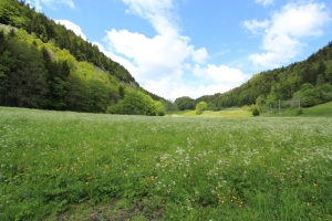 Prairie fleurie, au nord du lac