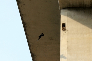 Un nid d'oiseau, sous un pilier d'autoroute