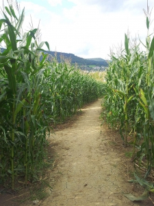 Le labyrinthe de maïs de Delémont, vue de dedans