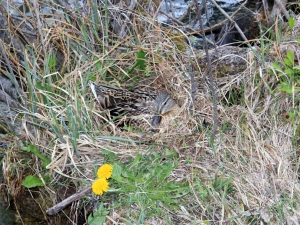 Une canne en train de couver, à quelques pas du sentier (avril 2012)